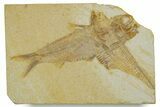 Plate With Two Fossil Fish (Diplomystus & Knightia) - Wyoming #373835-1